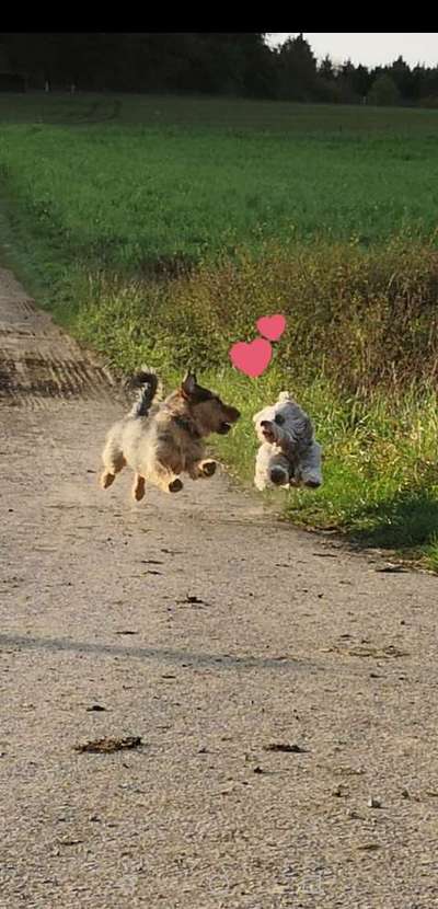 Bester Freund, Hundekumpel - zeigt her!-Beitrag-Bild