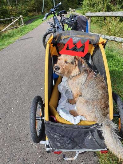 Fotochallenge NR. 123     -Karneval der Tiere--Beitrag-Bild