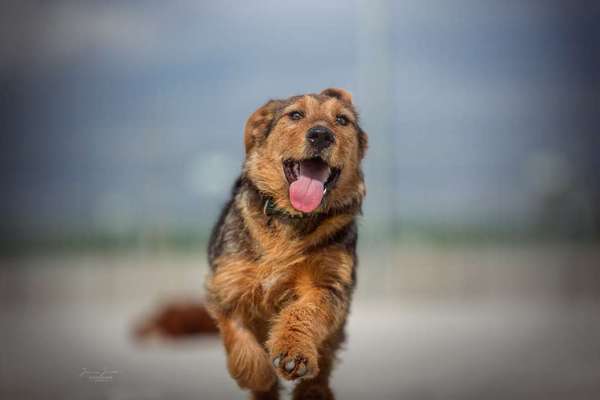 Auslandstierschutz-Beitrag-Bild