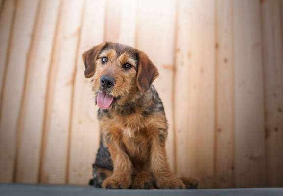Mischlingshunde Foto Aufruf-Beitrag-Bild