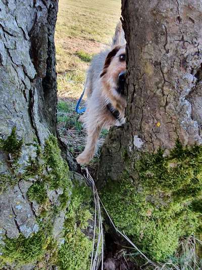 Dogorama Photo Challenge - Tarnung ist alles-Beitrag-Bild
