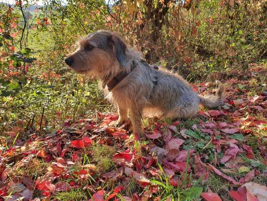 Fotochallenge Nr 96.: Bunt, Bunter, Hund 💐🌹🍁-Beitrag-Bild