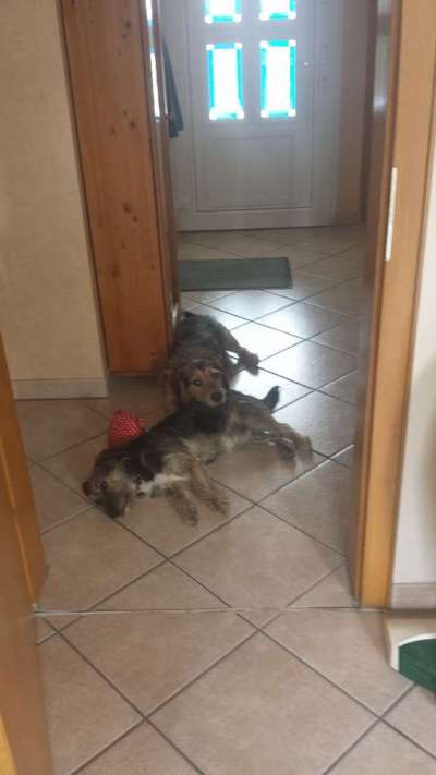 98.Fotochallange  - Hunde zeigen Zuneigung-Beitrag-Bild