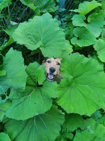 Dogorama Photo Challenge - Durchblick-Beitrag-Bild