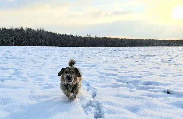Die Dogorama Kalender Challenge Teil 2/4-Beitrag-Bild