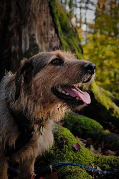 Dogorama Photo Challenge - Märchenwald-Beitrag-Bild