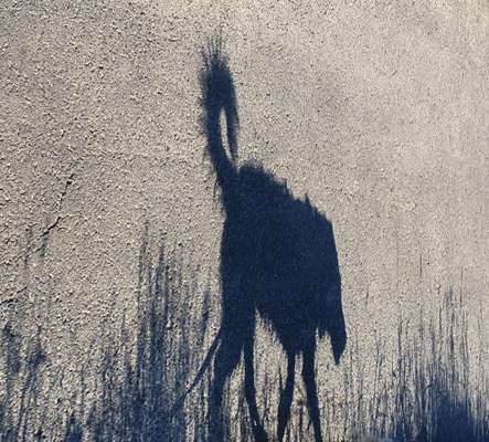 Fotochallange Nr. 46

Schattenspiele BEENDET!!!!!-Beitrag-Bild