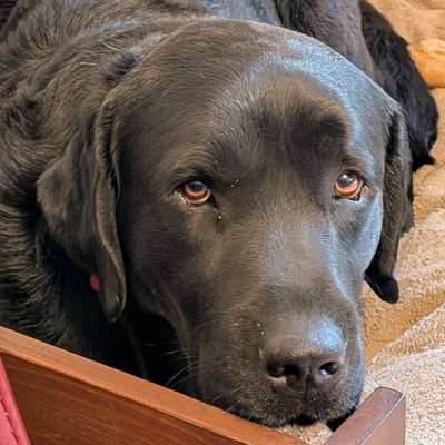 Hundetreffen-Labbi-Freilauf / Spielen / Training-Bild