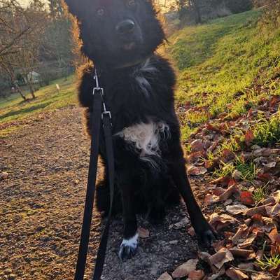 Hundetreffen-Realistisch gestellte Hundebegegnungen-Bild