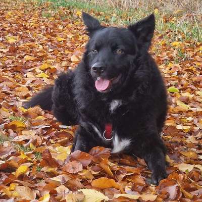 Hundetreffen-Trainingspartner gesucht ohne Spiel/direkten Hundekontakt-Bild