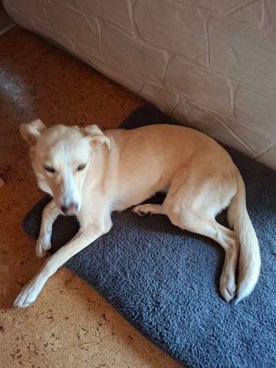 KRITIKOS LAGONIKOS-Beitrag-Bild