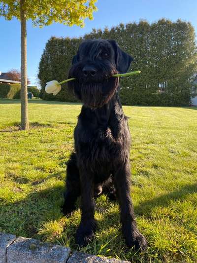 Wo sind die Riesenschnauzer?-Beitrag-Bild