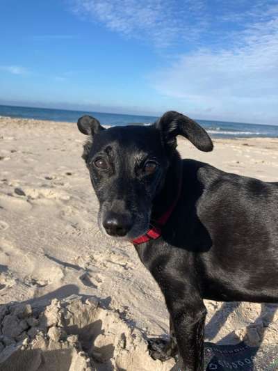 Unsere Fellnasen im Regenbogenland-Beitrag-Bild