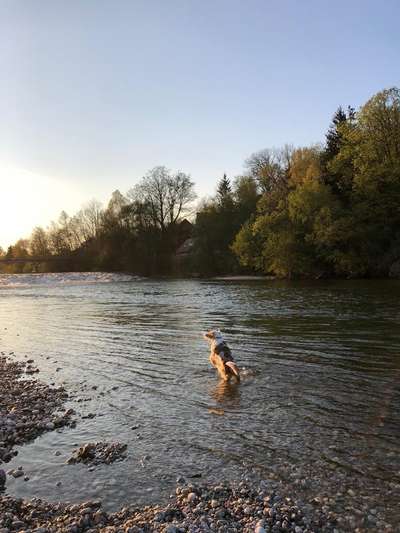 Dogorama-Monats-Challenge-Mai "Wasser"-Beitrag-Bild