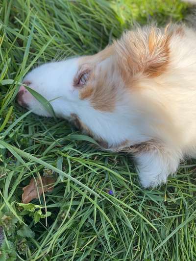 Fotochallenge No. 26                                     Wald und Wiese-Beitrag-Bild