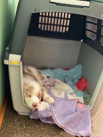 Als Welpen sind sie alle noch süßer-Beitrag-Bild