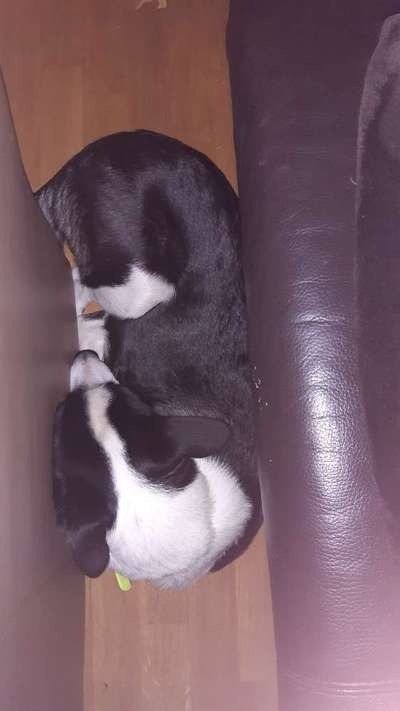 Zeigt mir die lustigsten Schlafpositionen eurer Fellnasen-Beitrag-Bild