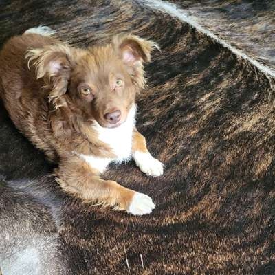 Auslandstierschutz-Beitrag-Bild