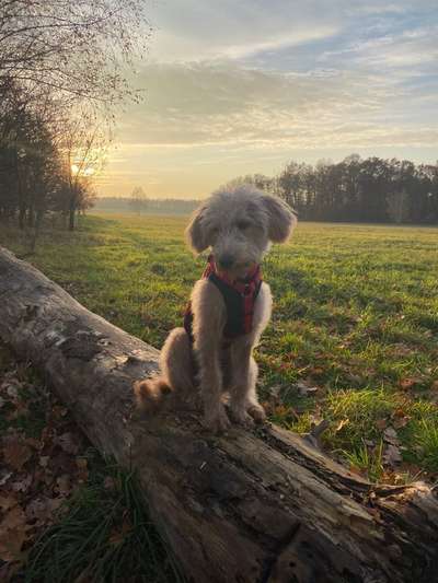 Labradoodle gesucht-Beitrag-Bild