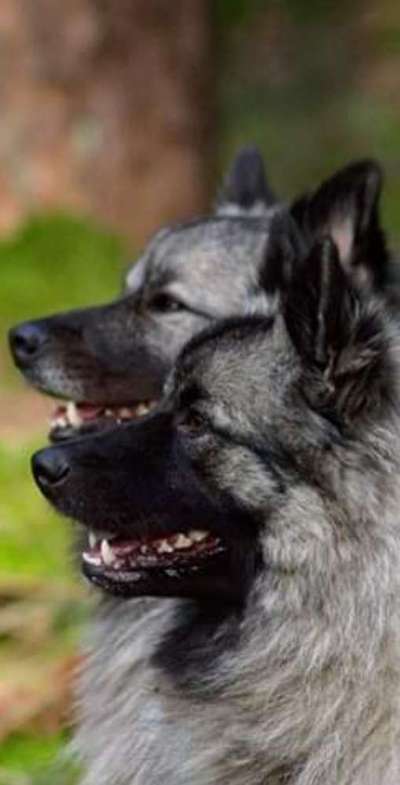 Welche Hunderasse-Beitrag-Bild