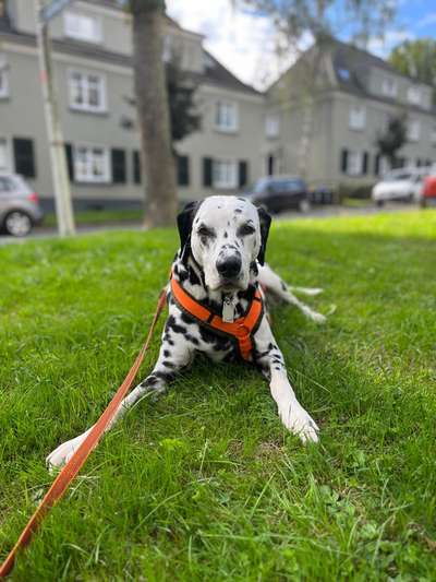 Reinrassige Hunde?-Beitrag-Bild