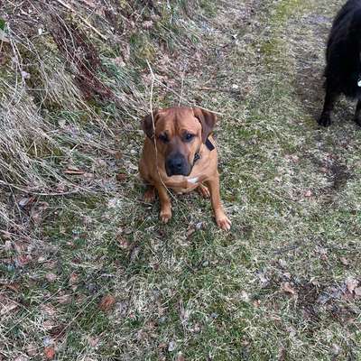 Hundetreffen-Spielrunde für meinen aktiven Rüden-Bild