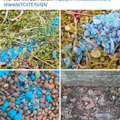 Giftköder-Giftköder-Bild