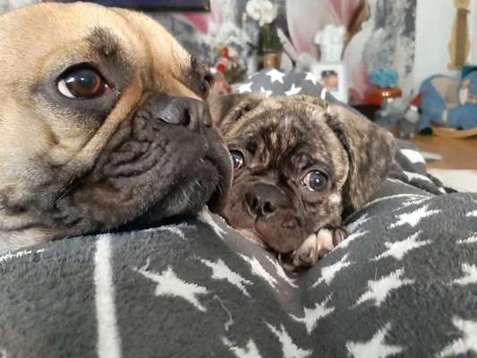 Französische Bulldoggen-Beitrag-Bild