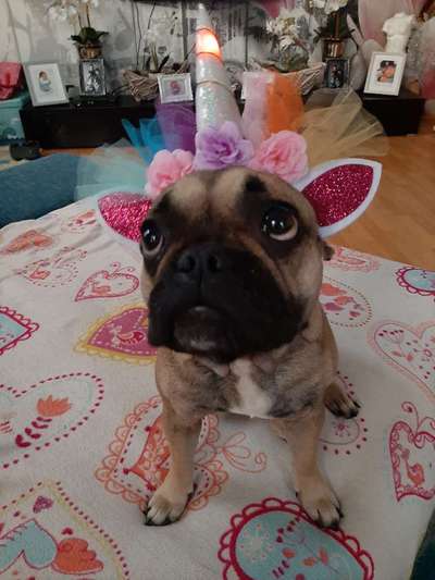 Französische Bulldoggen-Beitrag-Bild