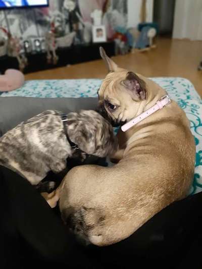 Bester Freund, Hundekumpel - zeigt her!-Beitrag-Bild