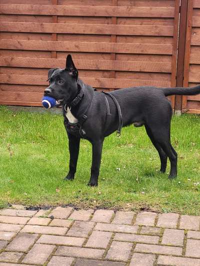 Hundetreffen-Hundetreff in Hartha-Bild