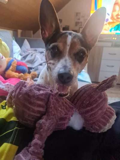 Hundetreffen-Jack russels in Nec-Bild