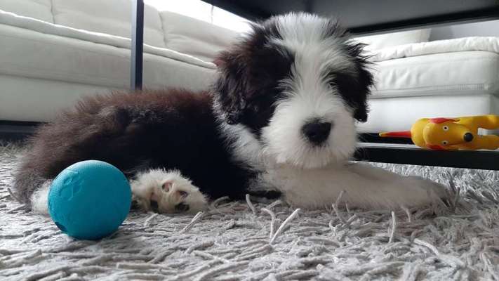 Wie kamst du zu deinem Hund?-Beitrag-Bild