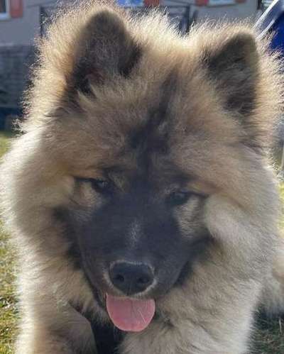 Hunde Porträt (Portrait) Galerie....-Beitrag-Bild