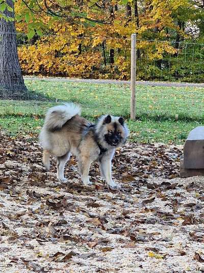 Hundeauslaufgebiet-Hundewiese Memmingen-Bild