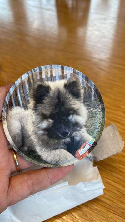 Welpen Bilder !-Beitrag-Bild