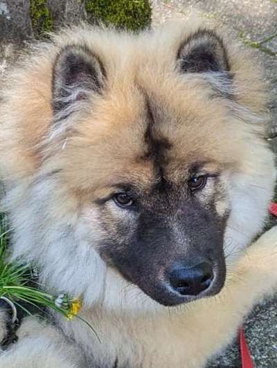 Hunde Porträt (Portrait) Galerie....-Beitrag-Bild