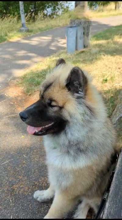 Hunde Porträt (Portrait) Galerie....-Beitrag-Bild