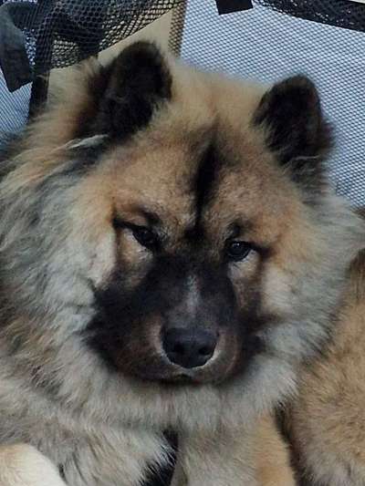 Hunde Porträt (Portrait) Galerie....-Beitrag-Bild