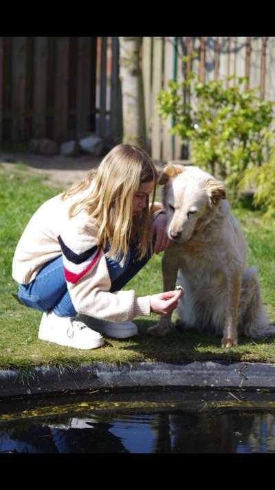 Dogorama Photo Challenge - die ersten Frühjahrsblumen-Beitrag-Bild