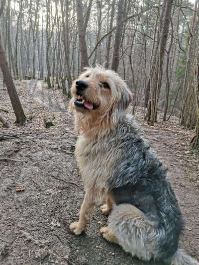 Seltene Rassen!-Beitrag-Bild