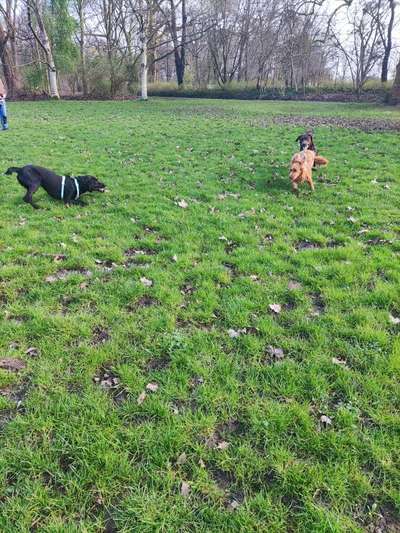 Hundetreffen-Niedersachsenring spielen spielen spielen-Bild