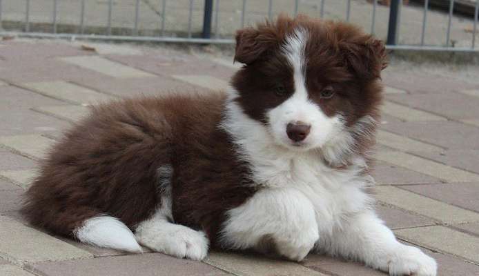 Wartezeit auf Welpen-Beitrag-Bild