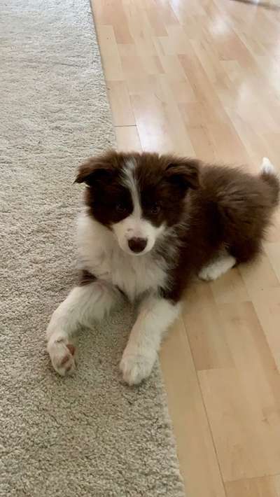 Als Welpen sind sie alle noch süßer-Beitrag-Bild