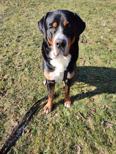 Berner Sennen-Beitrag-Bild