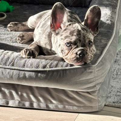 Hundetreffen-Welpentreffen/Spielen-Bild