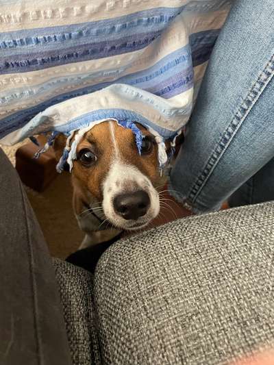 Dogorama Photo Challenge - Hundeblick zum hinschmelzen-Beitrag-Bild