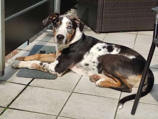 Mischlingshunde Foto Aufruf-Beitrag-Bild