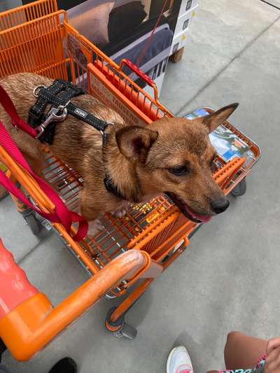TierschutzhundeStammtisch🐕-Beitrag-Bild