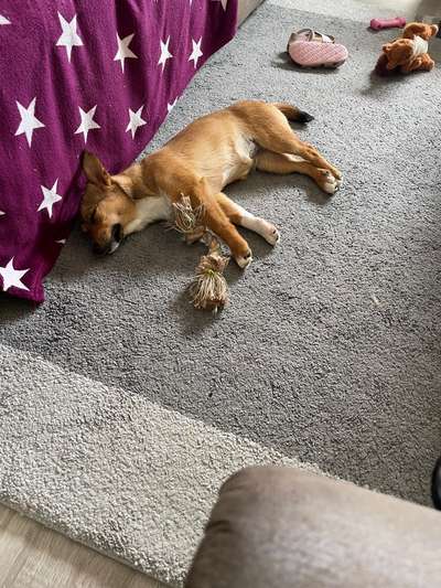 TierschutzhundeStammtisch🐕-Beitrag-Bild